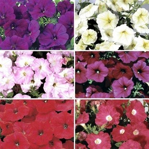 Petunia Grand Prix Patchwork (Semi-Trailing) 70 Medium Plug Plants