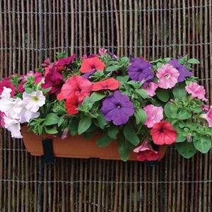 Petunia Grand Prix (Semi Trailing) 1 Pre-Planted Trough