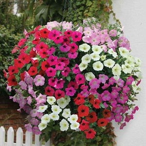 Petunia Grand Prix (Semi Trailing) 12 Mega Plants