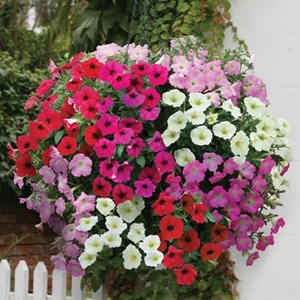 Petunia Grand Prix (Semi-Trailing) 24 Large Plants