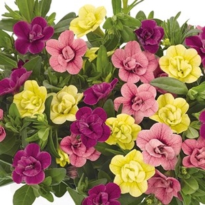 Petunia Hawaiian My Sweetheart 12 Large Plants