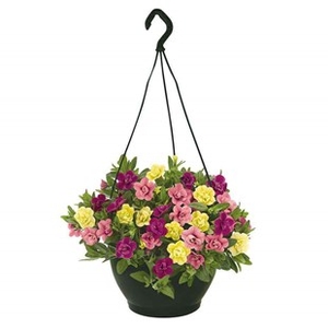 Petunia Hawaiian My Sweetheart 2 Pre-Planted Hanging Baskets