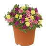Petunia Hawaiian My Sweetheart Mix 2 Pre-Planted Containers