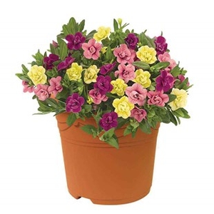 Petunia Hawaiian My Sweetheart Mix 2 Pre-Planted Containers
