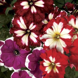 Petunia Lake Garda 170 Small Plug Plants