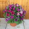 Petunia Lake Garda 2 Pre-Planted Containers