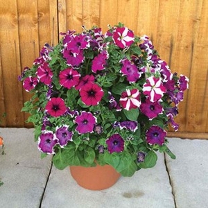 Petunia Lake Garda 2 Pre-Planted Containers