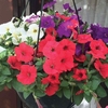 Petunia Magica Flying the Flag 12 Mega Plants