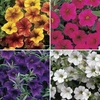Petunia Million Bells Patio Mix 6 XLarge Plants