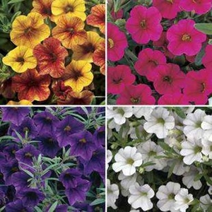 Petunia Million Bells Patio Mix 6 XLarge Plants