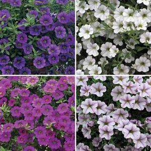 Petunia Million Bells (Trailing) 6 XLarge Plants