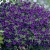 Petunia Million Bells Trailing Blue 1 Hanging Basket