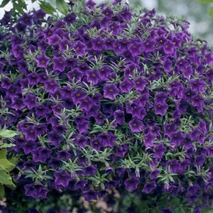 Petunia Million Bells Trailing Blue 2 Hanging Baskets