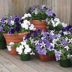 Petunia Montage 24 Large Plants