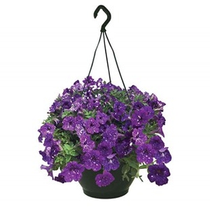 Petunia Nightsky (Semi-Trailing) 1 Pre-Planted Hanging Basket