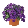 Petunia Nightsky (Semi Trailing) 2 Pre-Planted Containers