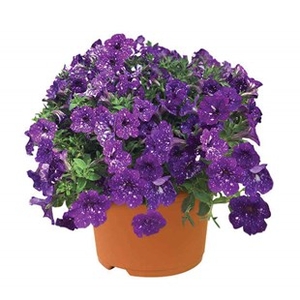 Petunia Nightsky (Semi Trailing) 2 Pre-Planted Containers
