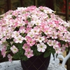 Petunia Pink Parfait 12 Large Plants
