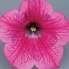 Petunia Surfina Classic (Trailing) Hot Pink 12 XLarge Plants