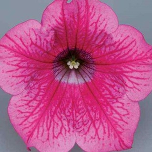 Petunia Surfina Classic (Trailing) Hot Pink 12 XLarge Plants