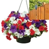 Petunia Surfinia Classic 2 Pre-Planted Plastic Hanging Baskets And Pulleys