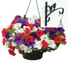 Petunia Surfinia Classic 2 Pre-Planted Plastic Hanging Baskets And Wall Brackets