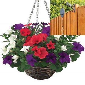Petunia Surfinia Classic 2 Pre-Planted Rattan Hanging Baskets And Pulleys