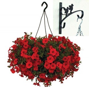 Petunia Surfinia Classic Dark Red 2 Pre-Planted Plastic H/Baskets with Wall Brackets