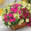 Petunia Surfinia Classic Dream (Trailing) 1 Pre-Planted Trough