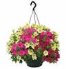 Petunia Surfinia Classic Dream (Trailing) 2 Pre-Planted Hanging Baskets