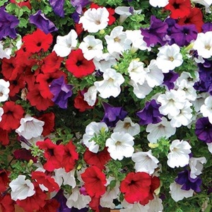 Petunia Surfinia Classic (Trailing) 12 Large Plants