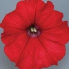 Petunia Surfinia Classic (Trailing) Red 24 Large Plants