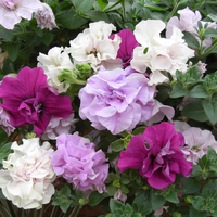 Petunia Surfinia Double Mixed 1 Swift Planters