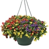 Petunia Trillion Bells Carnival Mix (Trailing) 1 Pre-Planted Hanging Basket