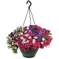 Petunia Trillion Bells Celebration Mix (Trailing) 1 Pre-Planted Hanging Basket