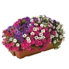Petunia Trillion Bells Celebration Mix (Trailing) 1 Pre-Planted Trough