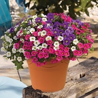 Petunia Trillion Bells Celebration Mix (Trailing) 2 Pre-Planted Containers