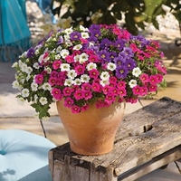 Petunia Trillion Bells Celebration Mix (Trailing) 24 Large Plants