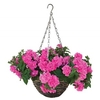 Petunia Tumbelina in a Pre planted Rattan Basket