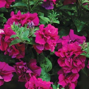 Petunia Tumbelina Katrina (Scented) 12 x 9cm Pots