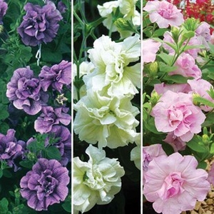 Petunia Tumbelina Pastel Shades (Scented) 12 XLarge Plants