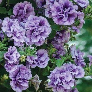 Petunia Tumbelina Priscilla (Scented) 12 x 12cm
