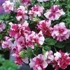Petunia Tumbelina Rosy Ripple 3 Large Plants