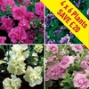 Petunia Tumbelina (Scented) 24 Large Plants