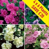 Petunia Tumbelina (Scented) 24 Large Plants
