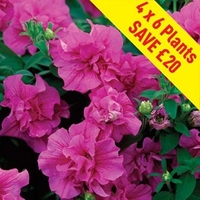 Petunia Tumbelina (Scented) Candyfloss 24 Large Plants