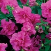 Petunia Tumbelina (Scented) Candyfloss 6 Large Plants
