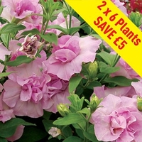 Petunia Tumbelina (Scented) Joanna 12 Large Plants