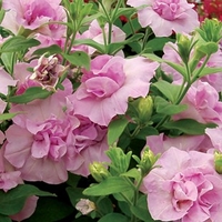Petunia Tumbelina (Scented) Joanna 6 Large Plants