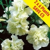 Petunia Tumbelina (Scented) Melissa 12 Large Plants